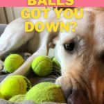 Yellow lab with 6 dirty tennis balls in need of easy cleaning.
