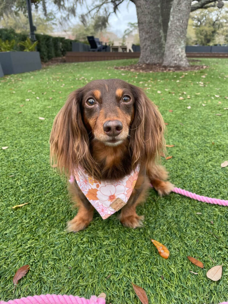 A long haired Dachshund poses on an artificial turf