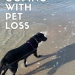 A black lab walks into the shallow waves at the beach