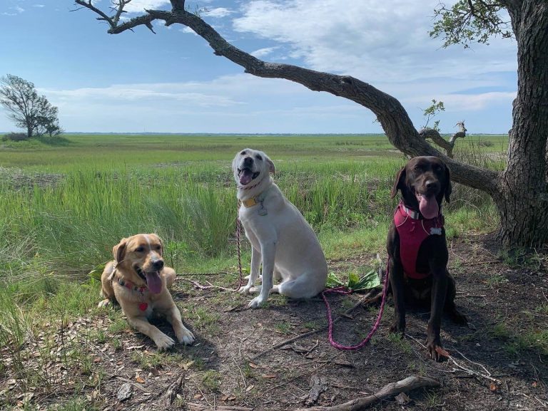 Three labs pose next to the marsh on a sunny day