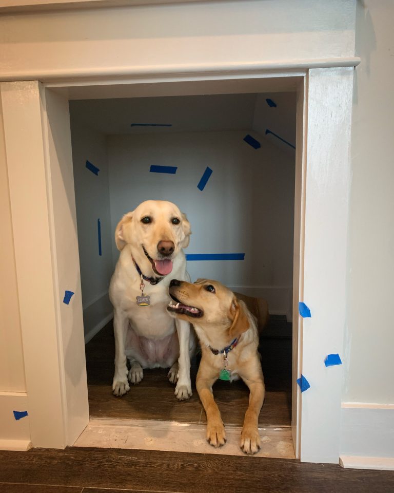 Lemon and Olive in their under stairs dog cove
