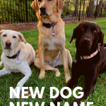 Three labs in an outdoor setting who all have new names after adoption.