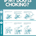 Dog CPR and first aid, pet emergency procedure for choking and reanimation with stick figures