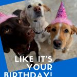 Three labs in princess party hats.