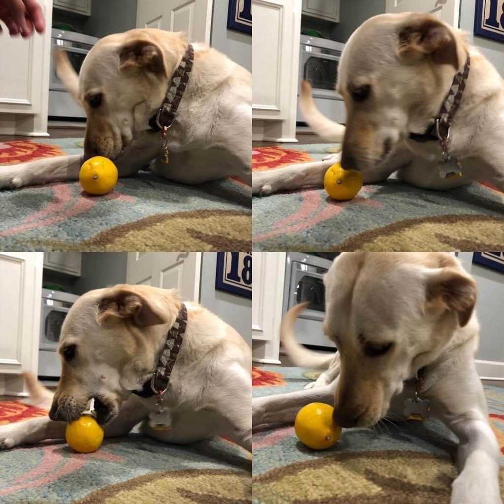 A photo collage of a yellow Labrador named Lemon face to face with a lemon, which is not safe for dogs to eat.