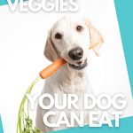 Yellow Labrador mix holding a carrot with leafy green top in his mouth.