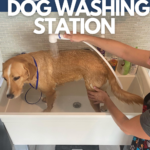 A yellow lab mix gets a rinse in the at home dog washing station