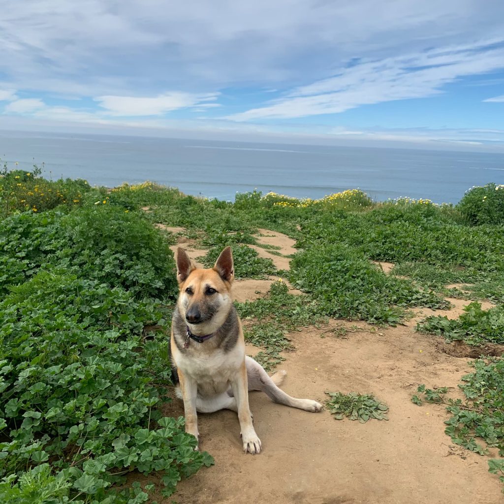 A German Shepherd sits on an overlook of the Pacific Ocean.