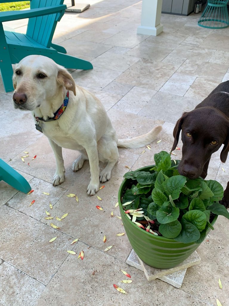 Two labs just having eaten every bloom from the dog friendly gerber daisy.