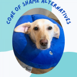 Yellow lab in an inflatable donut collar instead of the cone of shame.