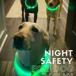 Three dogs in light up glow collars headed out for a walk in the dark.