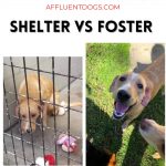 Before and After photo of the same dog in the shelter vs. hours later in a foster home.
