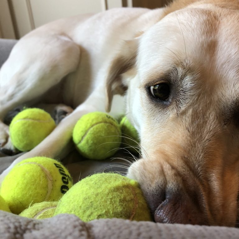 Yellow Labrador with 5 dirty tennis balls