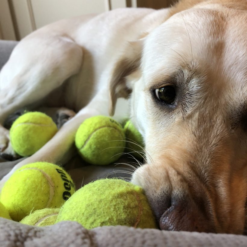 Dog Mom Life Hack:  The Dirty Tennis Ball