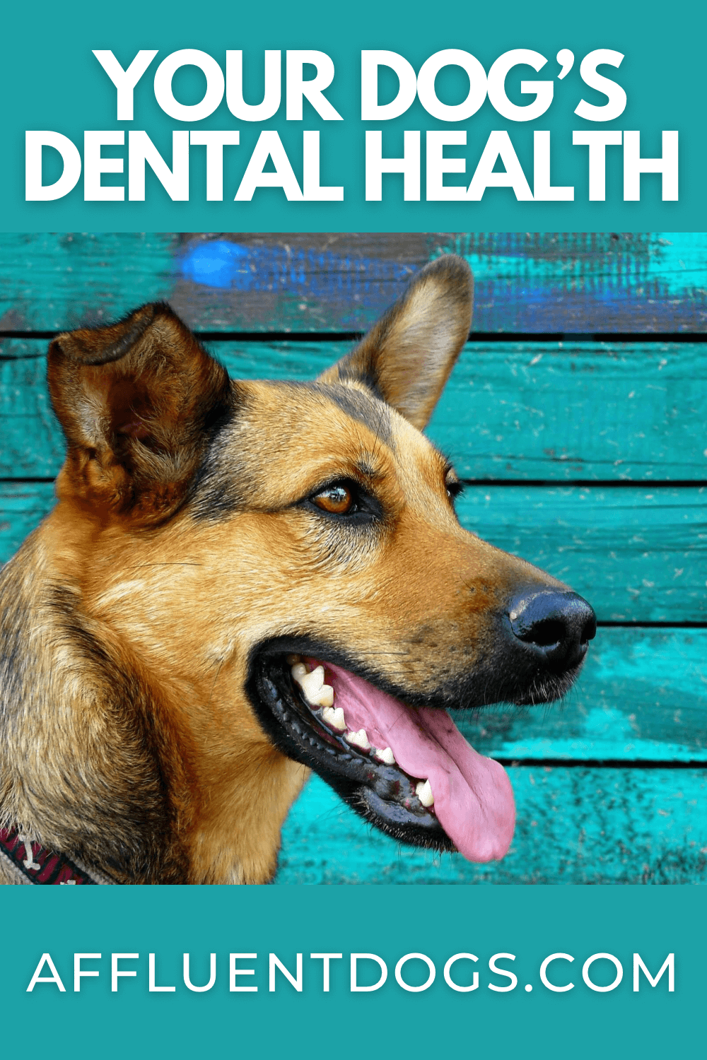 Your Dog's Dental Health Affluent Dogs