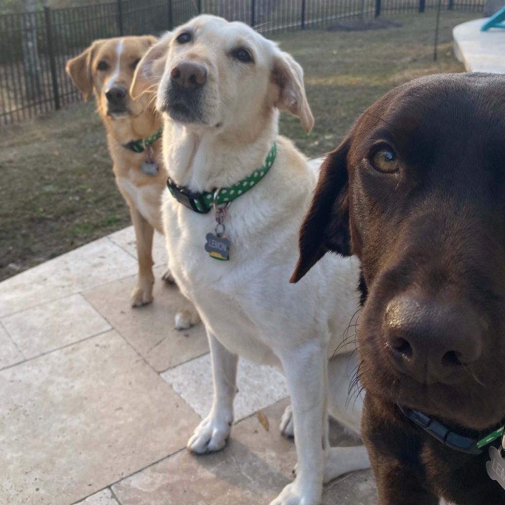 A multi-pack of three Labradors sitting on a patio looking like a mini gang.