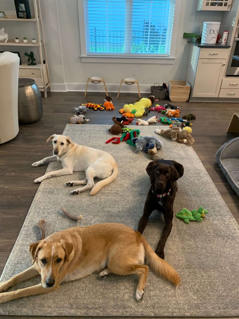 A multi-pack of three Labradors with more than enough toys for everyone.