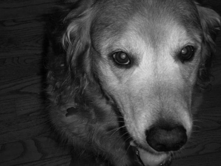 Black and white photo of dog who did not get safest anti-inflammatory treatment for dogs.