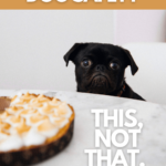 When it comes to Thanksgiving safety tips for dogs, this Black Pug looks sorely disappointed as he gazes upon a sweet potato pie of which he cannot indulge