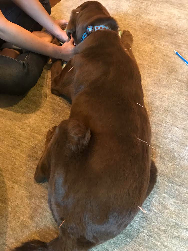 Dog receiving acupuncture treatment as acupuncture provides safest anti-inflammatory benefits for dogs.