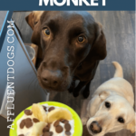 A chocolate Labrador stares at her filled Toppl with wide eyes, flanked by her sister Labs.