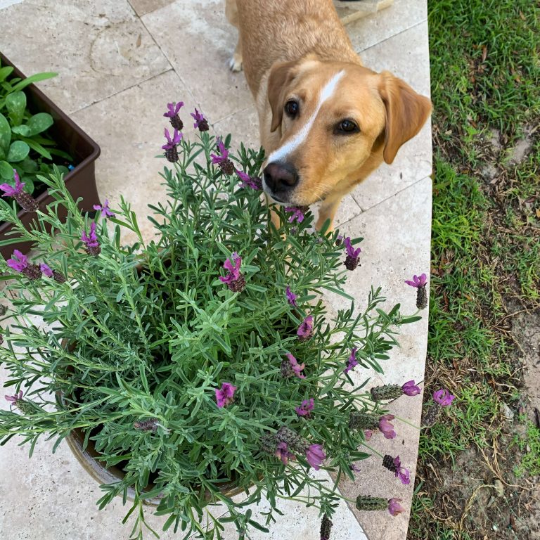 Labrador smells the lavender blossoms that may cause mild GI distress if significant amounts are eaten.