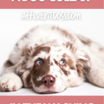 Funny studio portrait of an Australian Shepherd puppy lying on the white background, looking quizzically off to the side