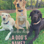 Three labs in an outdoor setting who all have new names after adoption.