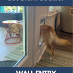 Yellow Labrador mix stands halfway in and halfway out her wall entry dog door.