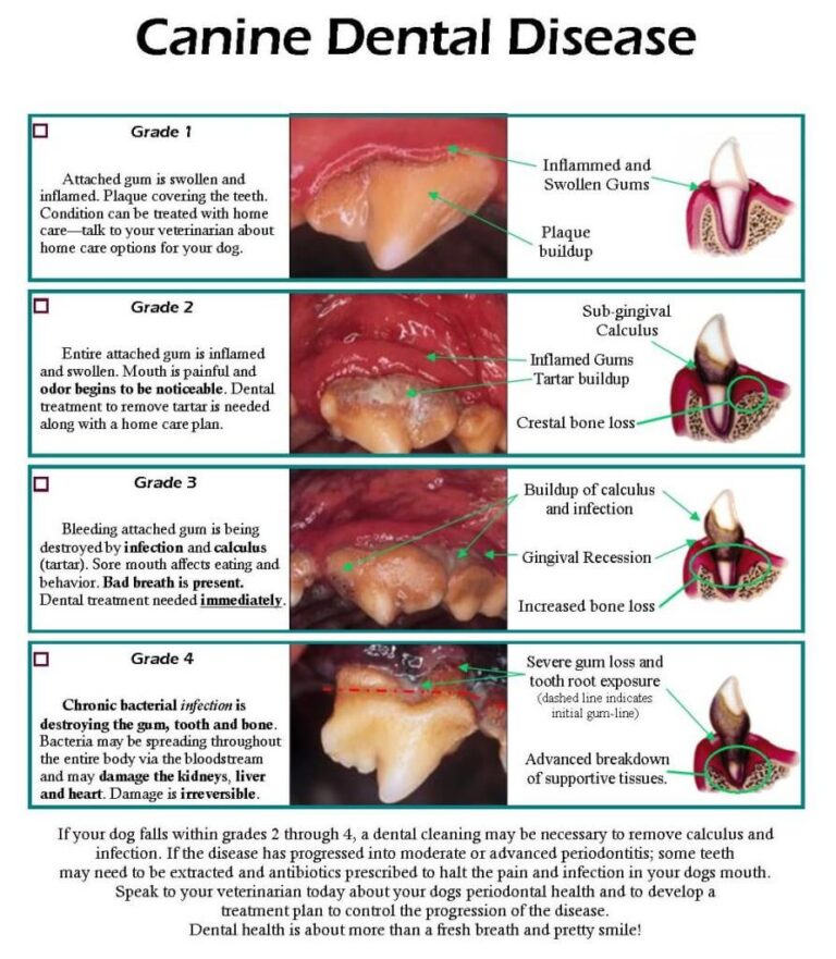 Your Dog's Dental Health | Affluent Dogs