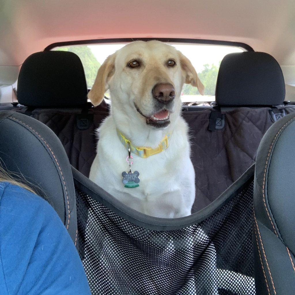 Yellow lab sits in backseat with a mesh opening hammock car seat cover