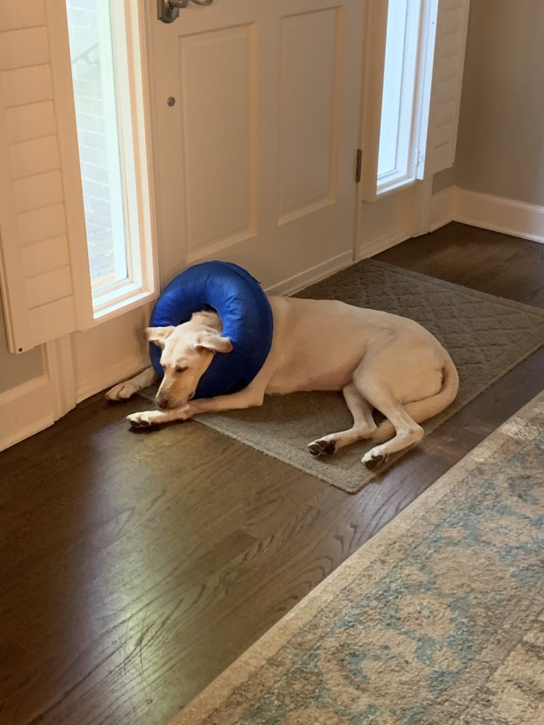 Cone of Shame Alternatives Dog in Inflatable Donut Collar lounging around the house
