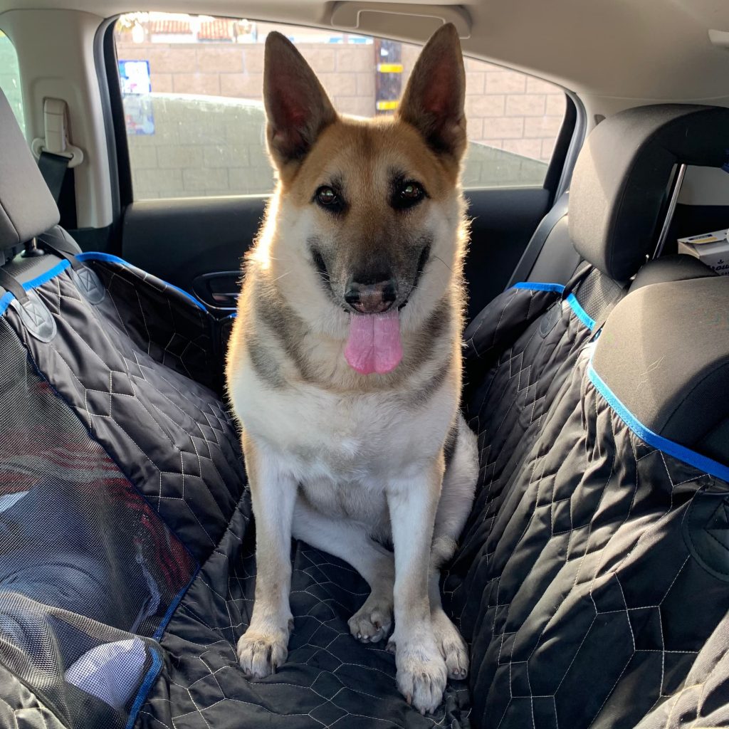 German Shepherd sits in backseat of car ready to go on a trip