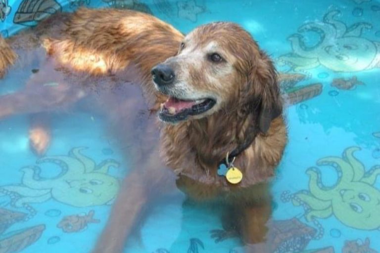 Dog in pool as swimming provides safest anti-inflammatory benefit for dogs.