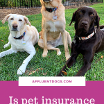 Three labs in an outdoor setting who are all insured with pet insurance.