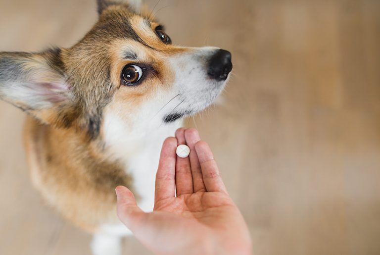 Corgi gives some side eye as owner’s hand presents a pill.