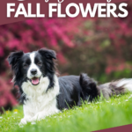 Border Collie lays in grass with show of Fall colored flowers in the backdrop