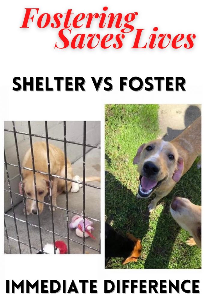 Before and After photo of the same dog in the shelter vs. hours later in a foster home.