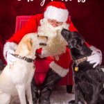 A white Labrador and a black Labrador visit Santa Clause and tell him their Christmas wishes