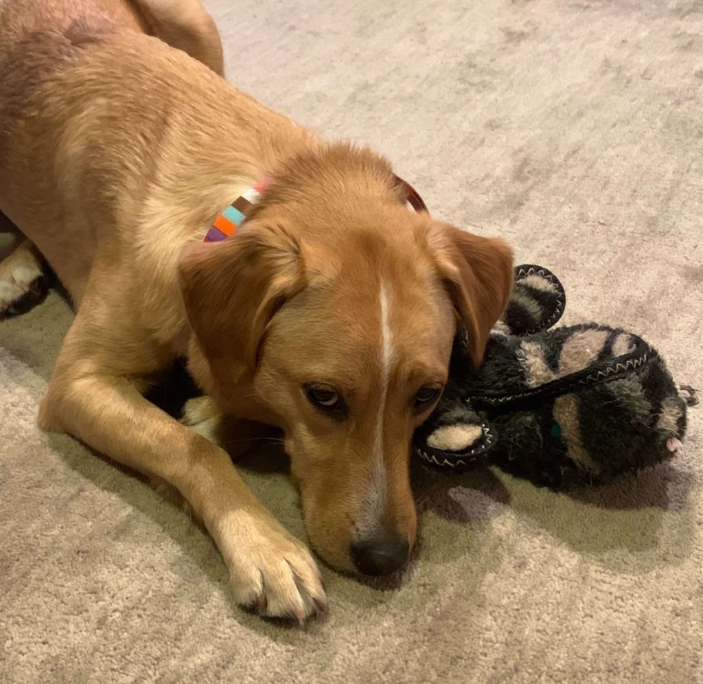 Yellow Labrador mix snuggles one of our favorite dog toys, a stuffed gator