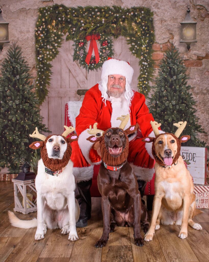 Three Labradors wearing reindeer antlers visit with Santa Paws