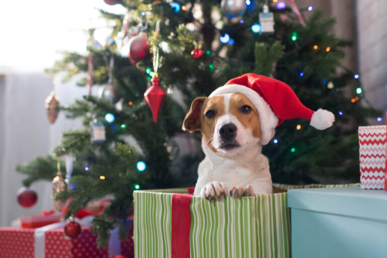 A beagle pup in a Santa hat in front of the Christmas tree