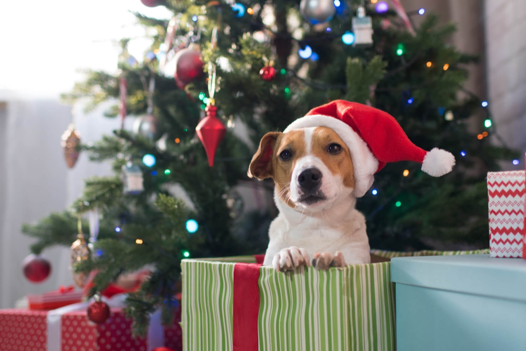 Last Minute Stocking Stuffers for Dogs and Dog Parents