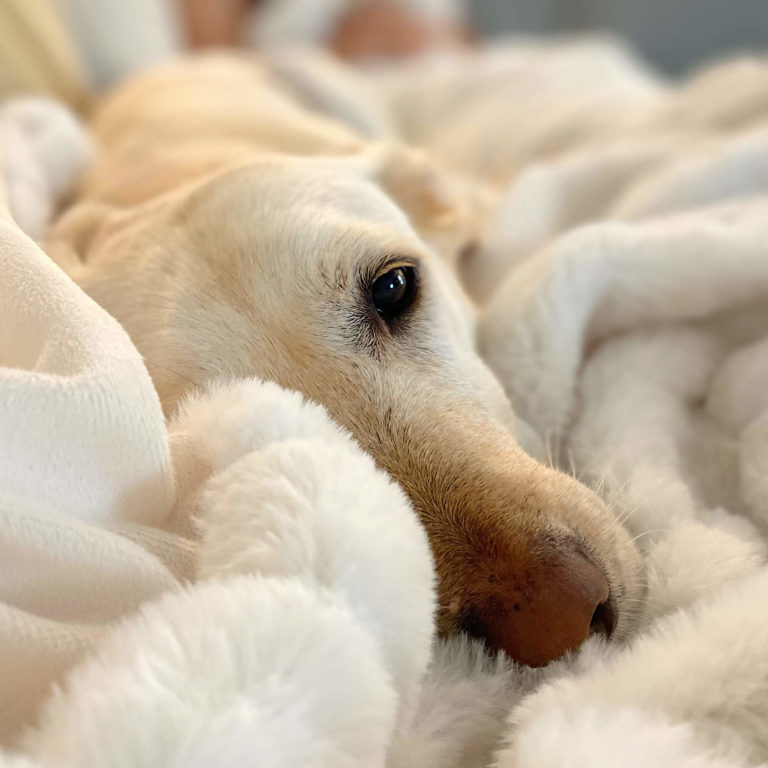 A white Labrador snuggled in a while faux fur blanket with one eye peeping out