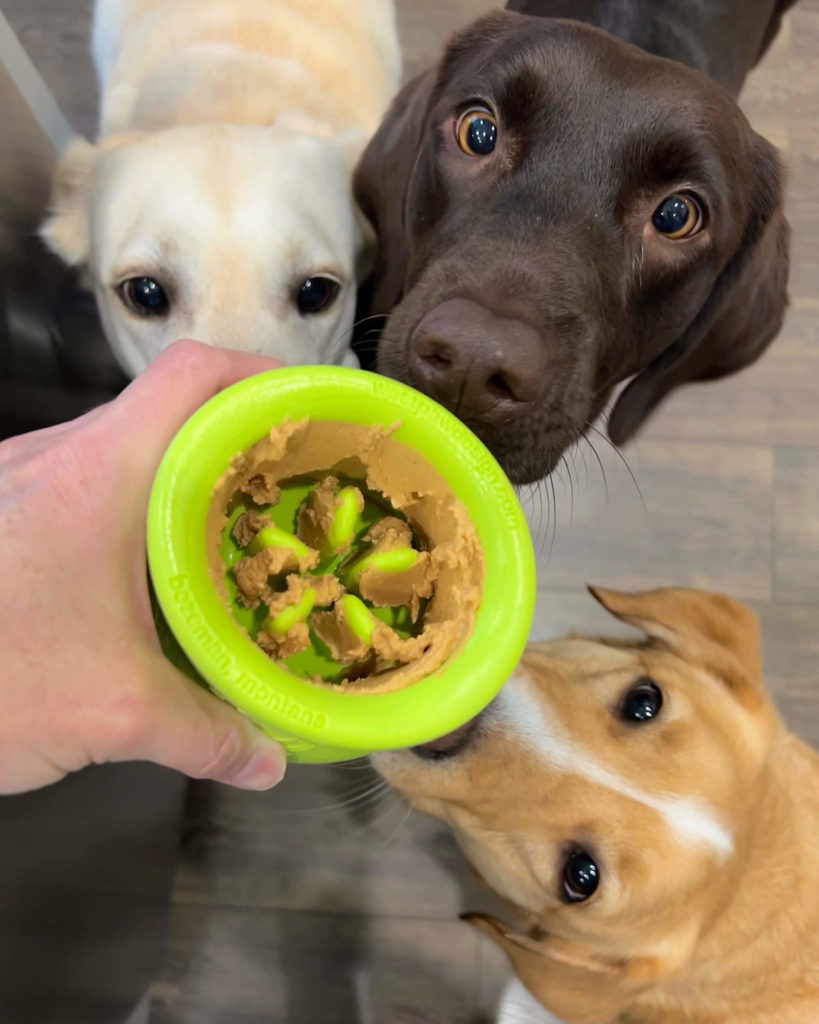 Three wide eyed Labradors look over their peanut butter filled West Paw Toppl