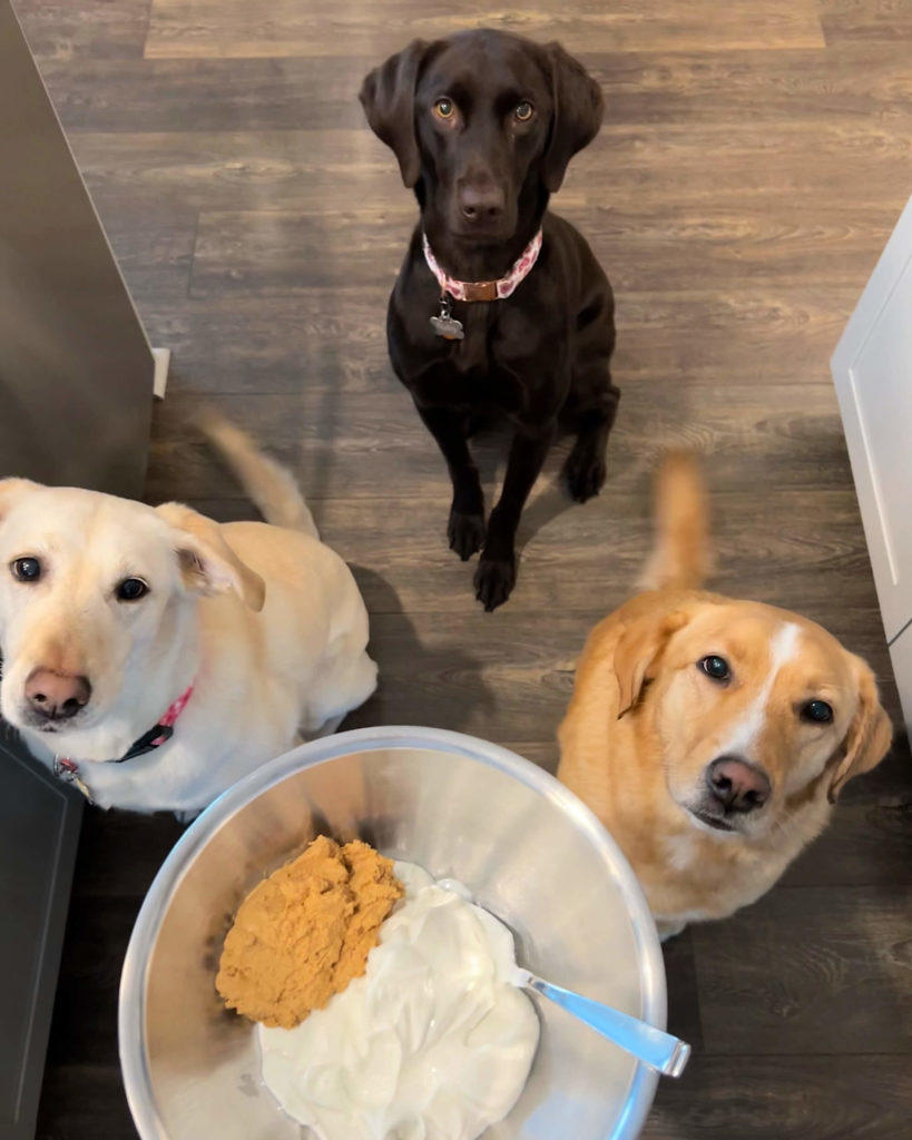 Three Labradors look over a bowl of yogurt and peanut butter for their West Paw Toppl Recipe The Fluffermutter
