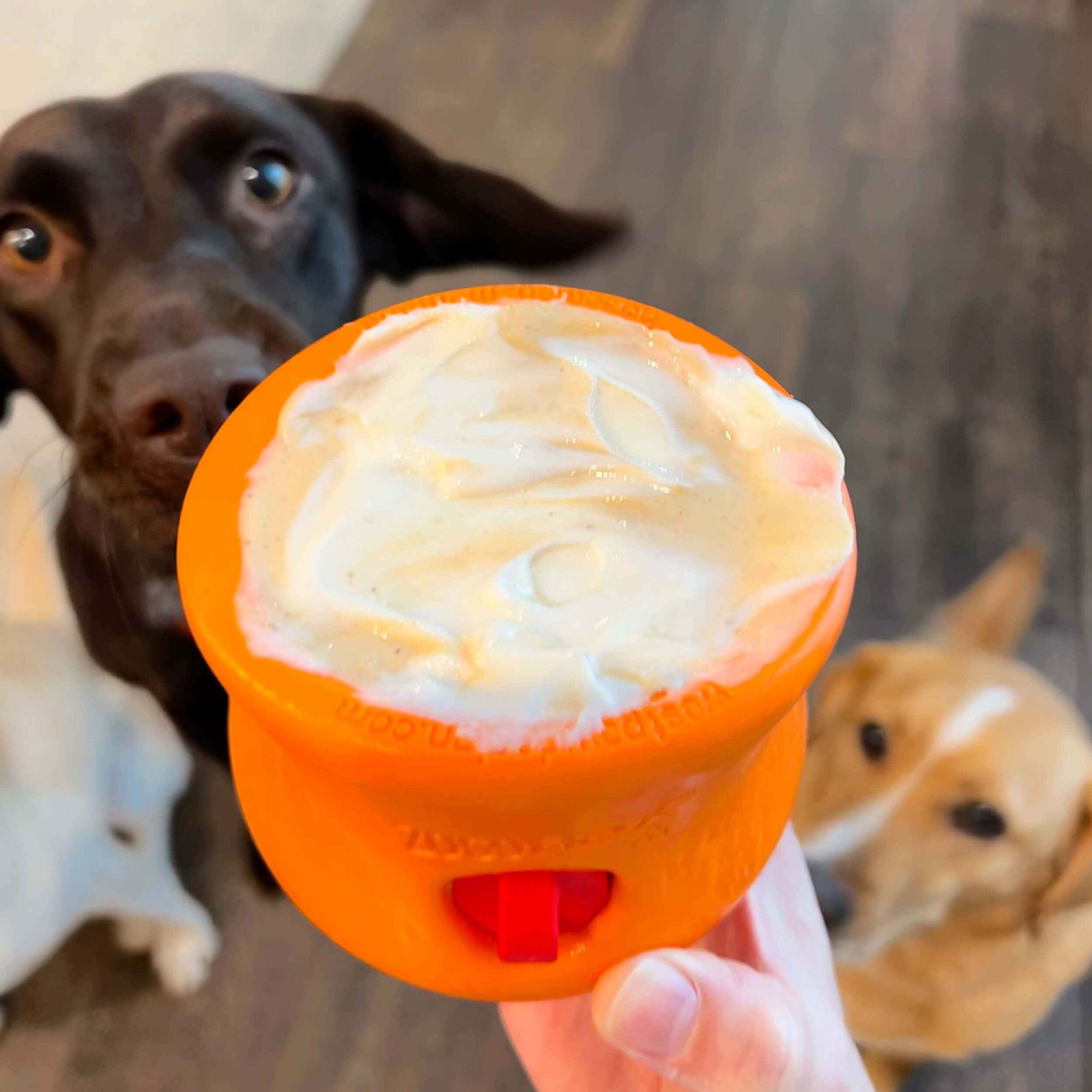 Easy Toppl Recipes for Dog Enrichment