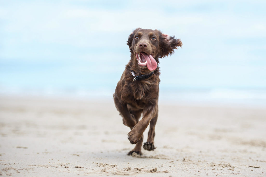 A Boykin Spaniel like dog runs gleefully, tongue flying out, on the beach