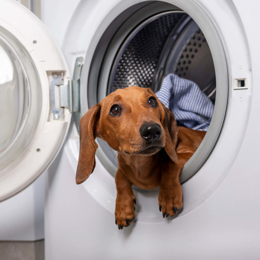 A Dachshund lies in the washing machine and, sticking his head out of the open drum door, looks attentively up.