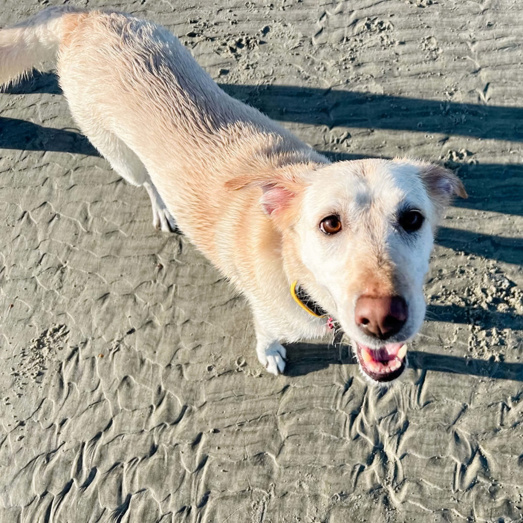 Senior Yellow Labrador standing in in the sand at the beach, looking up at the camera. 